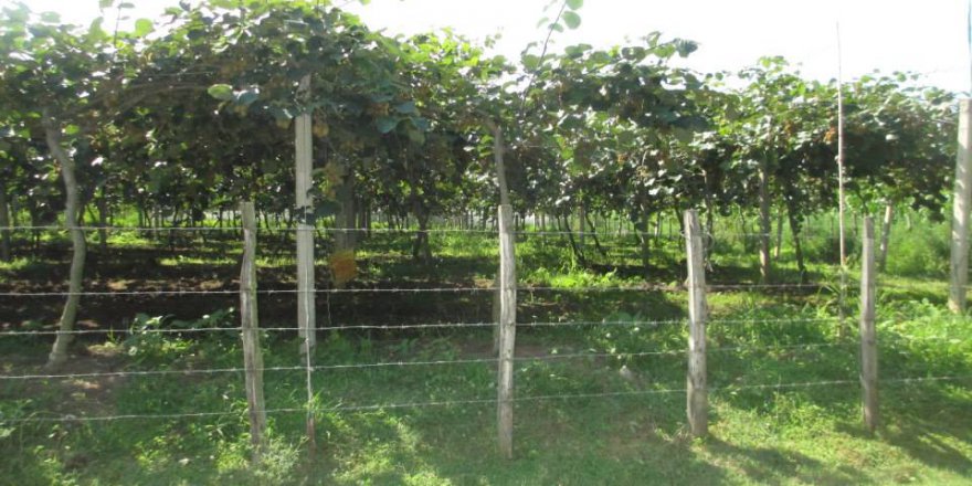 Çarşamba Eğrikum Köyü Resimleri