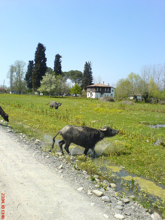 Çarşamba Epçeli Köyü Resimleri 10