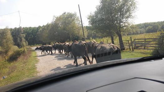 Çarşamba Epçeli Köyü Resimleri 6