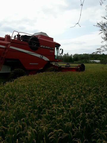 Çarşamba Epçeli Köyü Resimleri 8