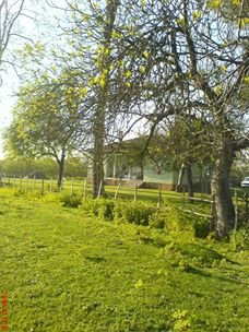 Çarşamba Epçeli Köyü Resimleri 9