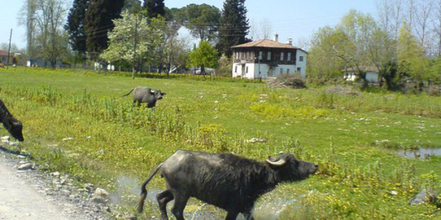Çarşamba Epçeli Köyü Resimleri