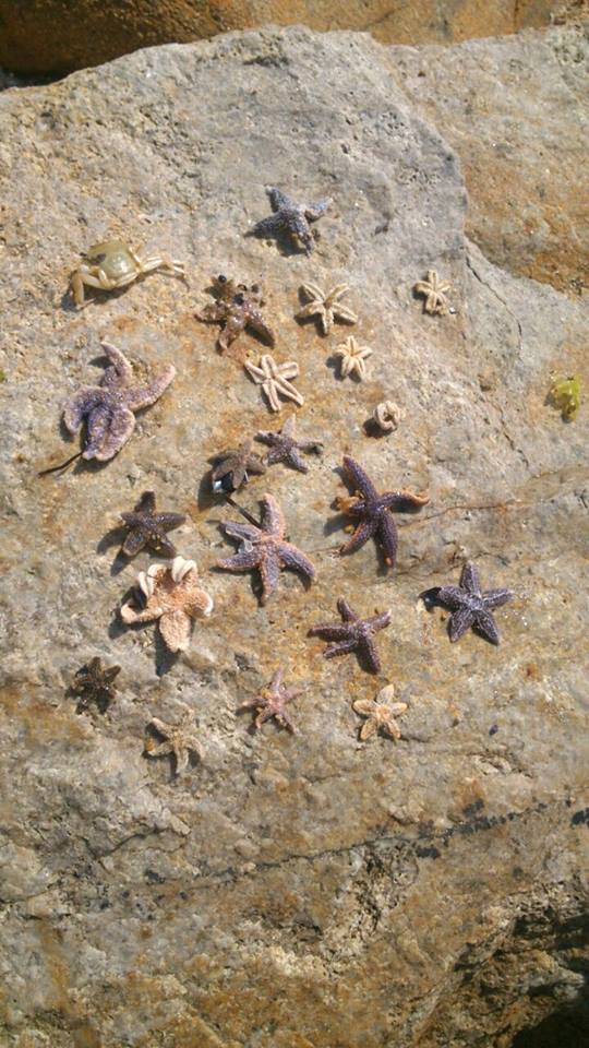 Armutlu Fıstıklı Köyü Resimleri 13