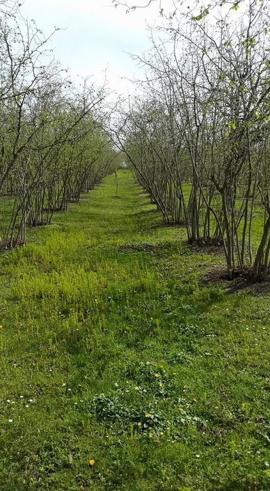 Çarşamba Esençay Köyü Resimleri 12