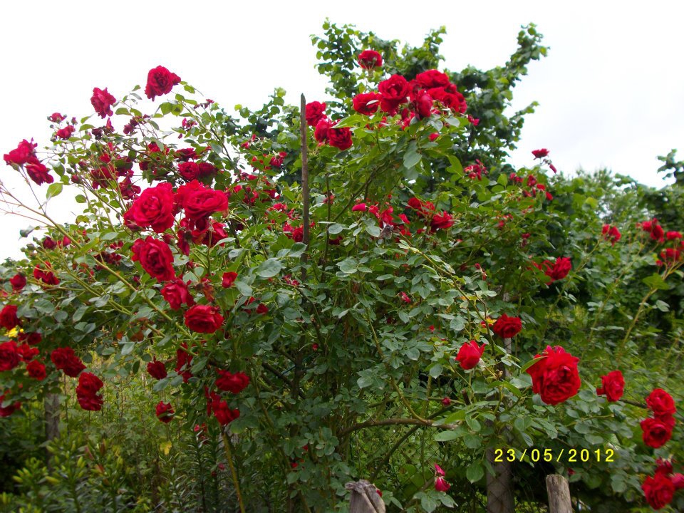 Çarşamba Gökceçakmak Köyü Resimleri 3