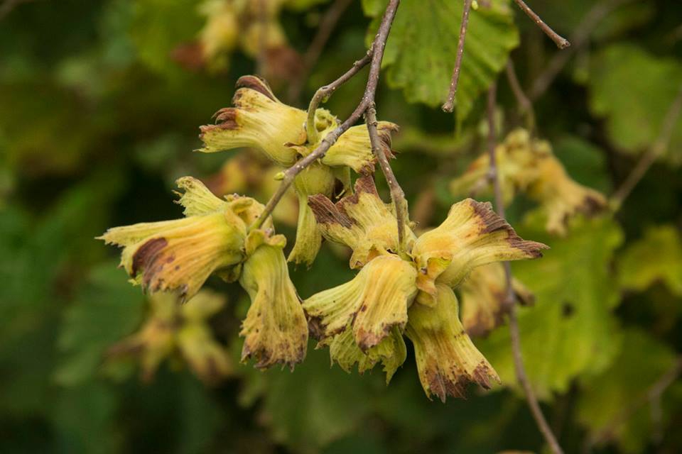 Çarşamba Gökceçakmak Köyü Resimleri 5