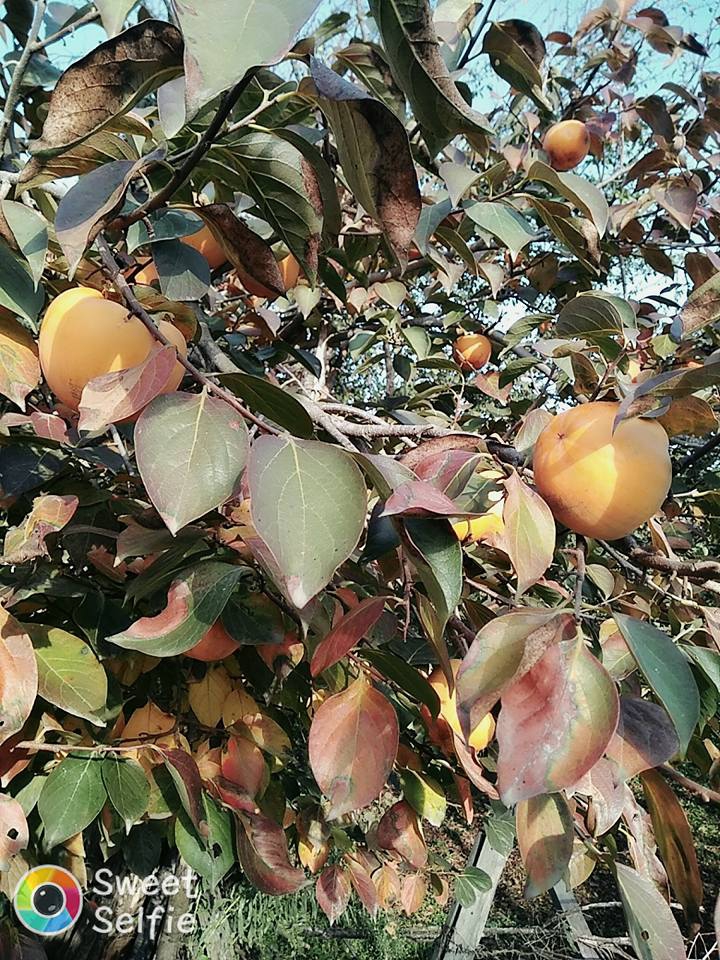 Çarşamba Gülyazı Köyü Resimleri 3