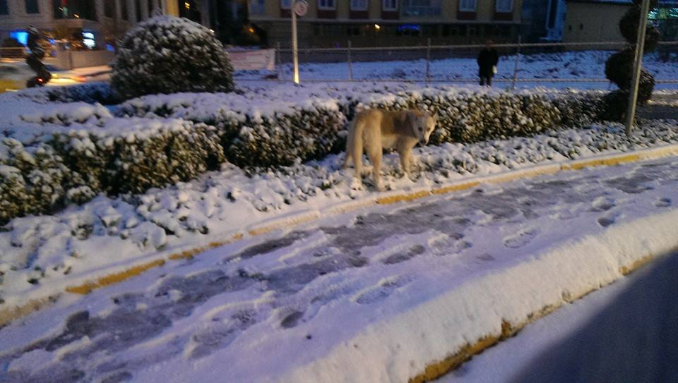 Çarşamba Güneşli Köyü Resimleri 3
