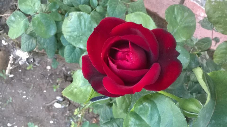 Çarşamba Güneşli Köyü Resimleri 4