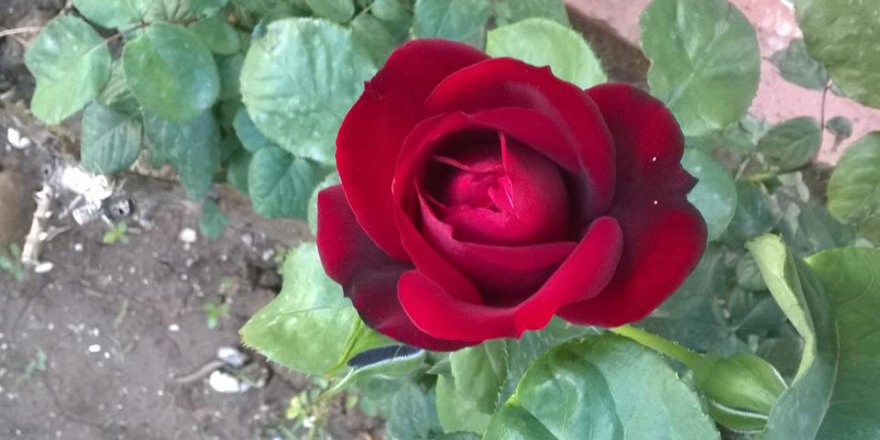 Çarşamba Güneşli Köyü Resimleri