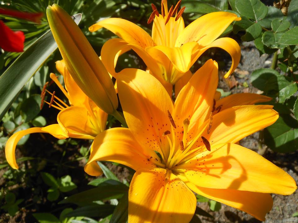 Çarşamba Hacılıçay Köyü Resimleri 2