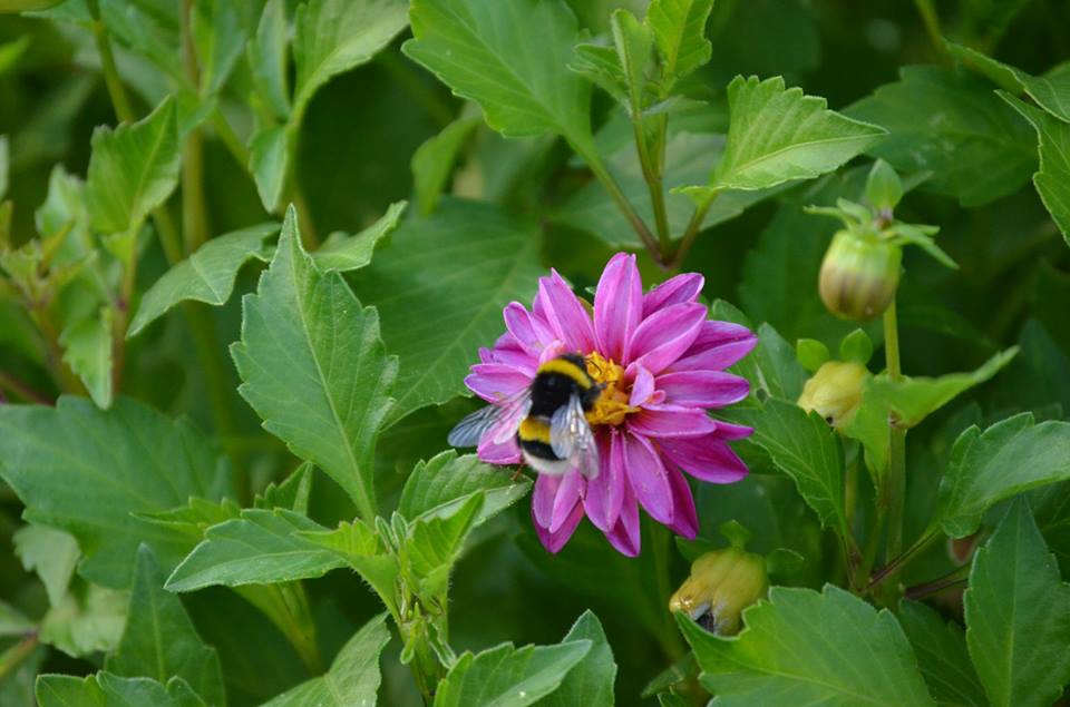 Çarşamba Hacılıçay Köyü Resimleri 3