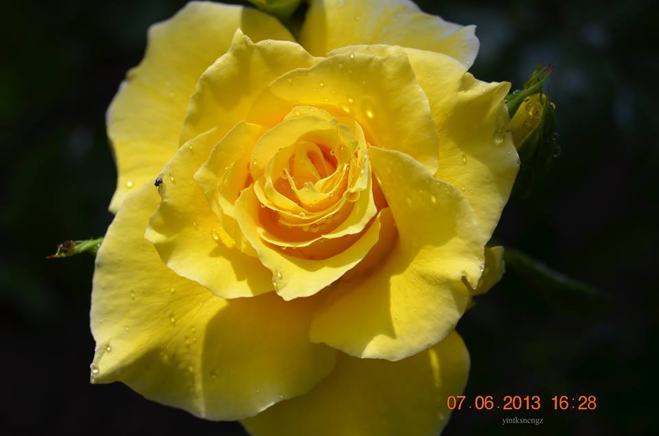 Çarşamba Hacılıçay Köyü Resimleri 7