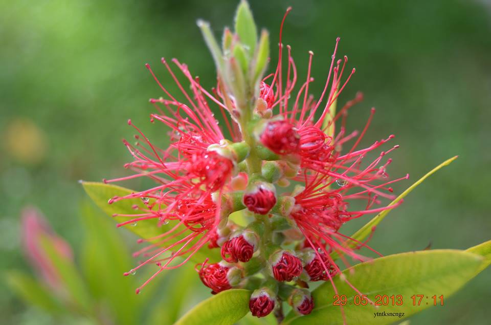 Çarşamba Hacılıçay Köyü Resimleri 8