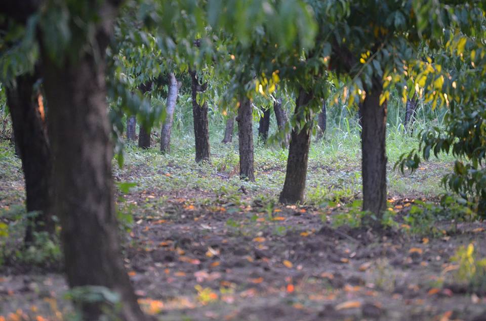 Çarşamba Hacılıçay Köyü Resimleri 9