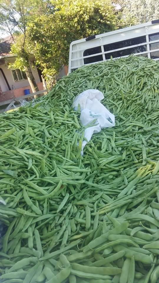 Çarşamba Hürriyet Köyü Resimleri 4