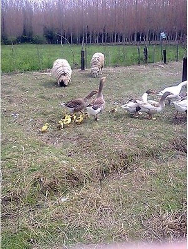 Çarşamba Irmaksırtı  Köyü Resimleri 11