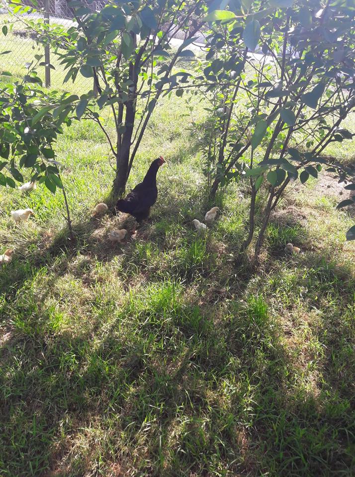 Çarşamba Irmaksırtı  Köyü Resimleri 2