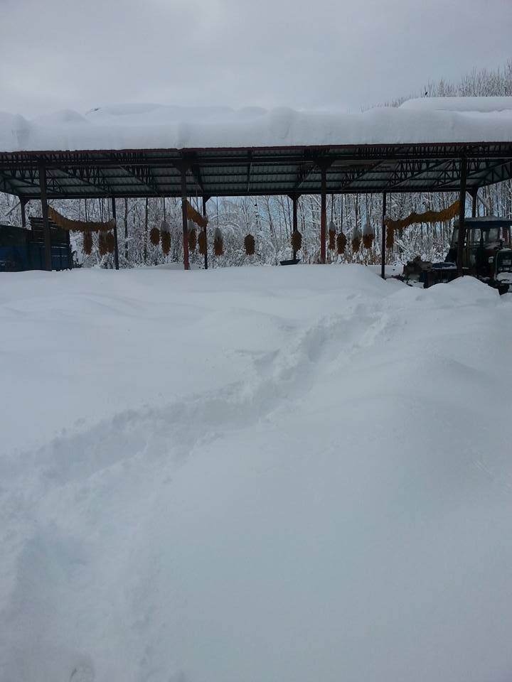 Çarşamba Irmaksırtı  Köyü Resimleri 8