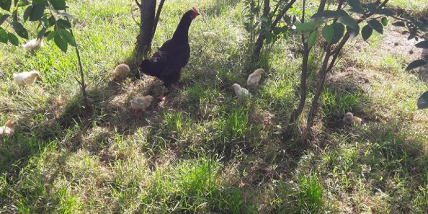 Çarşamba Irmaksırtı  Köyü Resimleri