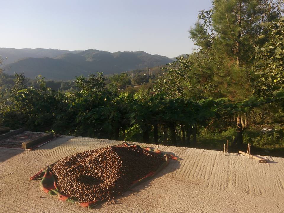 Çarşamba Kabaceviz Köyü Resimleri 7