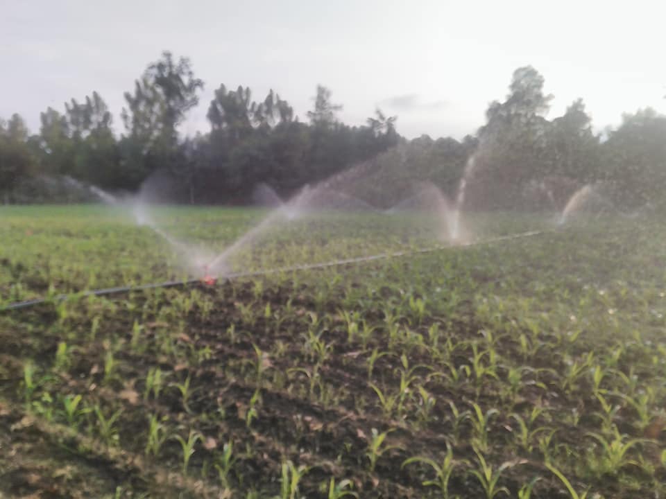 Çarşamba Karaağaç Köyü Resimleri 1