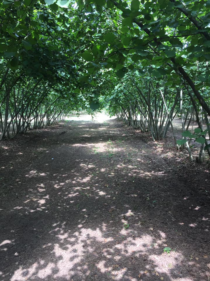 Çarşamba Karaağaç Köyü Resimleri 3