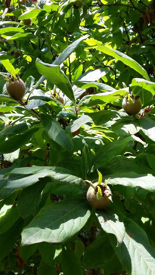 Çarşamba Karabahçe Köyü Resimleri 3