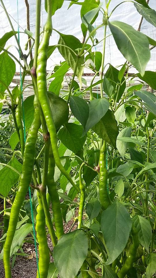 Çarşamba Karabahçe Köyü Resimleri 9