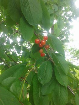 Çarşamba Karakulak Köyü Resimleri 7