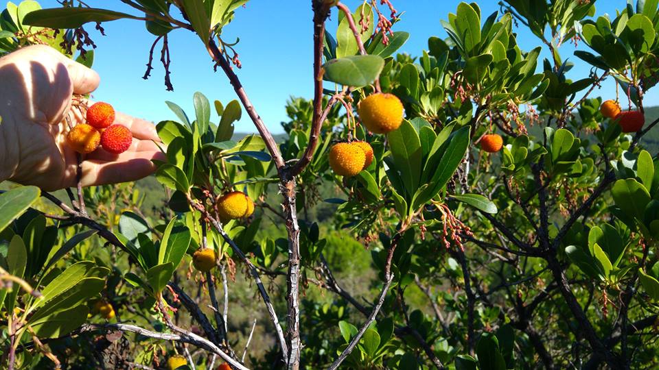 Armutlu Hayriye Köyü Resimleri 13