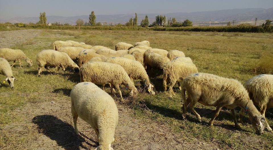 Pamukkale Yukarışamlı Köyü Resimleri 2
