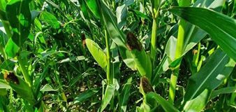 Pamukkale Yukarışamlı Köyü Resimleri 4