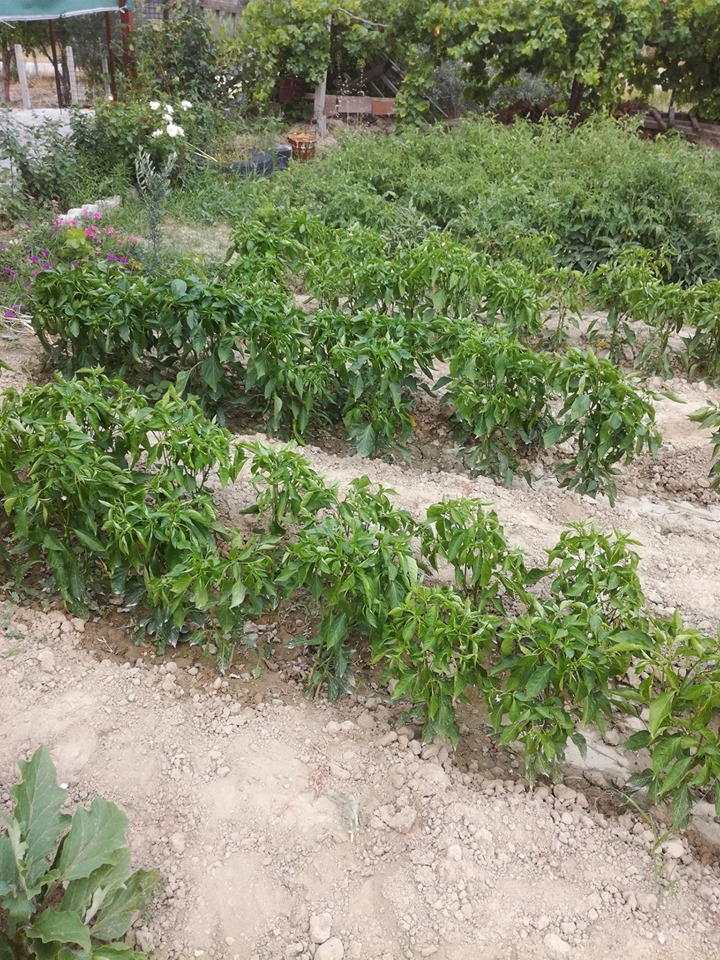 Sarayköy Gerali Köyü Resimleri 6