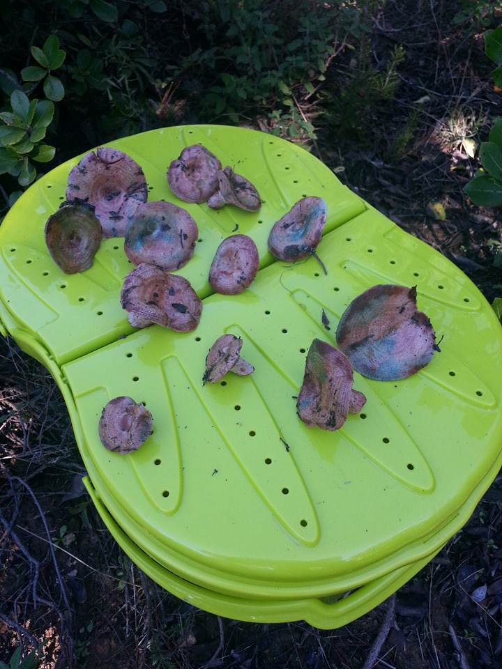 Armutlu Selimiye Köyü Resimleri 10