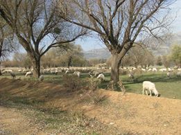 Tavas Kızılca Köyü Resimleri 3