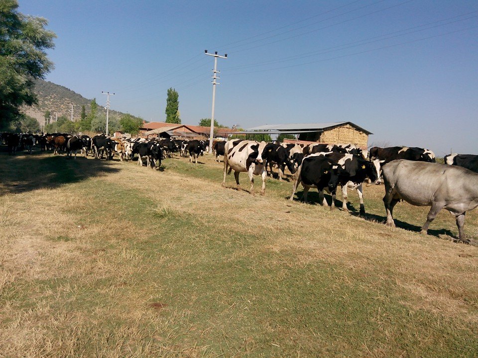 Tavas Solmaz Köyü Resimleri 2