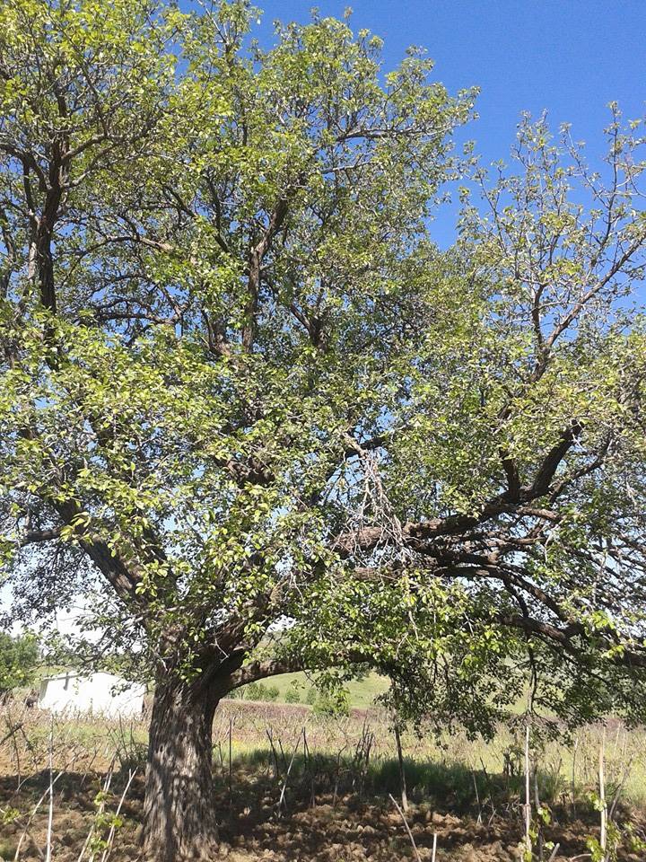 Lice Arıklı Köyü Resimleri 1