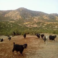 Lice Dernek Köyü Resimleri 6