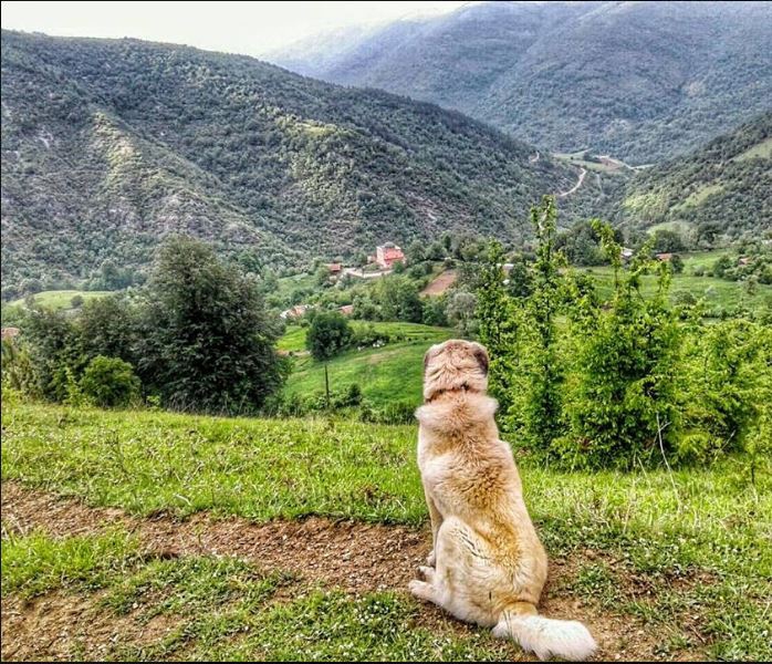 Alaçam Kalıkdemirci Köyü Resimleri 15