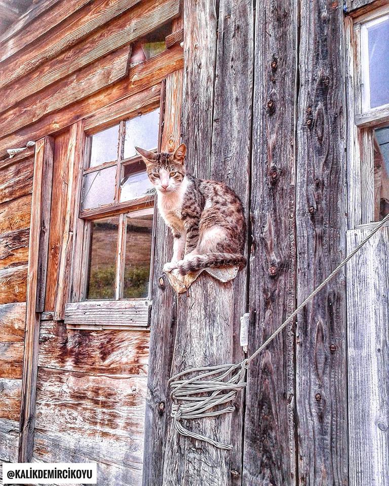 Alaçam Kalıkdemirci Köyü Resimleri 18