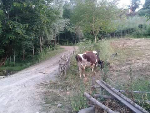 Alaçam Kalıkdemirci Köyü Resimleri 3