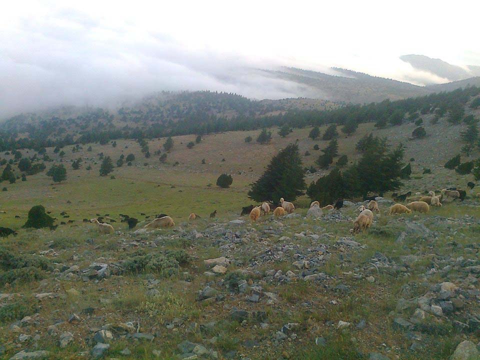 Adana Tufanbeyli Kirazlıyurt Köyü Resimleri 16