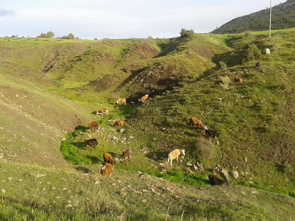 Lice Kıralan Köyü Resimleri 2