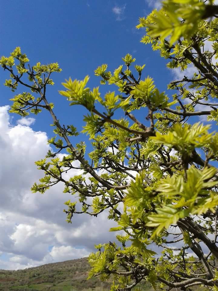 Lice Kıralan Köyü Resimleri 3