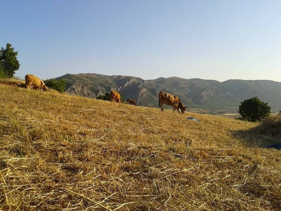 Lice Kıralan Köyü Resimleri 4