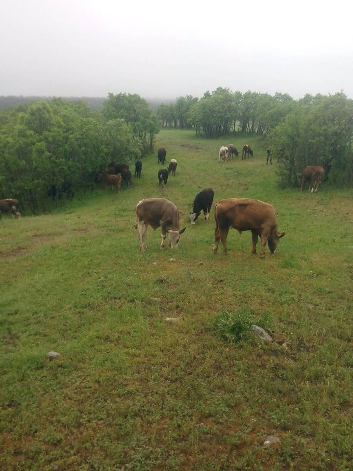 Lice Kutlu Köyü Resimleri 3