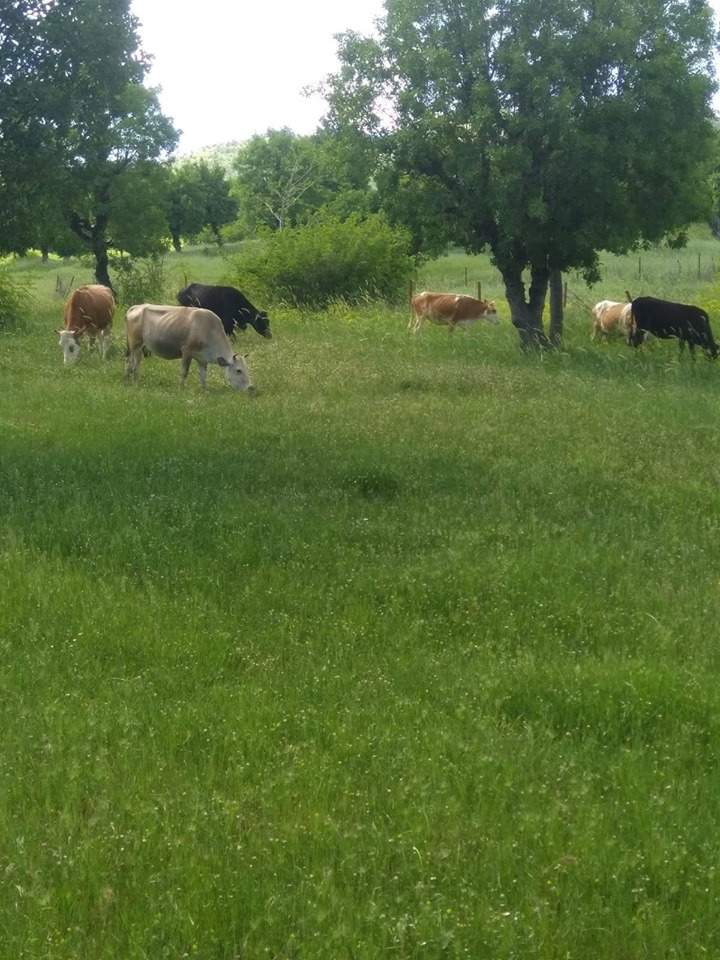 Lice Kutlu Köyü Resimleri 6