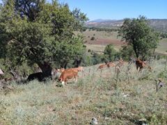 Lice Yalaza Köyü Resimleri 3