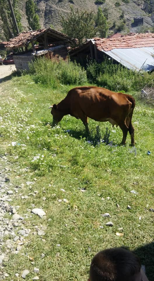Alaçam Pelitbükü Köyü Resimleri 9